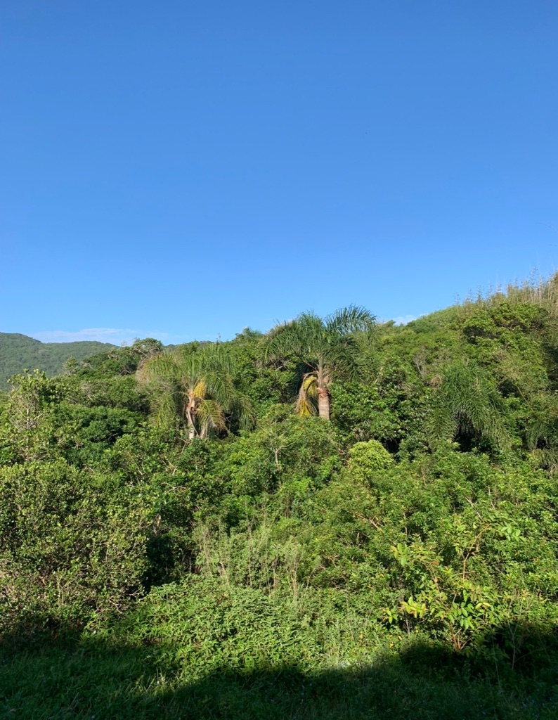 Atlantic Forest Ubatuba